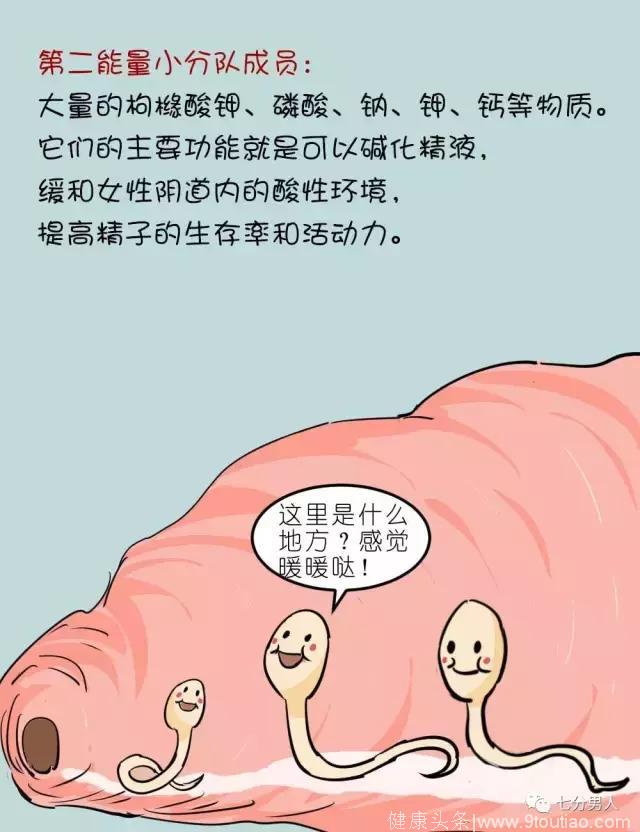 漫画：神秘的前列腺，你知道它对于男人的大作用吗？