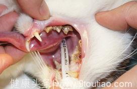 老猫的牙齿、口腔健康问题！