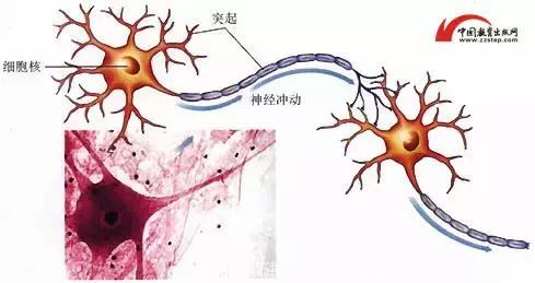 毒素无时无刻在攻击身体，你的毒素藏在哪里？