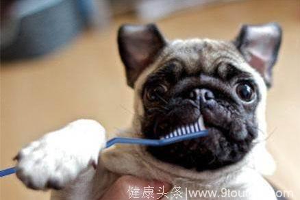 怎么给狗狗刷牙？你做对了吗？