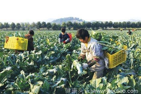 这种蔬菜被称为“抗癌第一菜”, 有“蔬菜皇冠”之美誉，能防多种癌