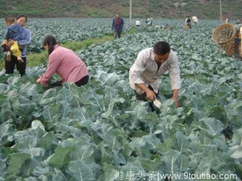 这种蔬菜被称为“抗癌第一菜”, 有“蔬菜皇冠”之美誉，能防多种癌