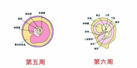 怀胎十月：带你见证胎宝宝的每一步成长，附各周宝宝详图（一）