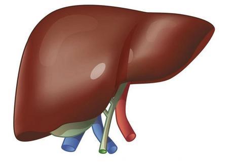 哪些中药具有养肝护肝的功效？