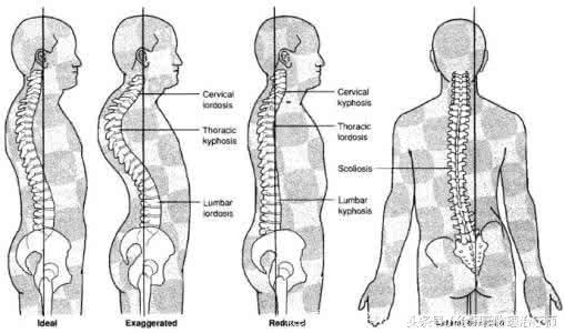 脊柱的结构与生物力学评定