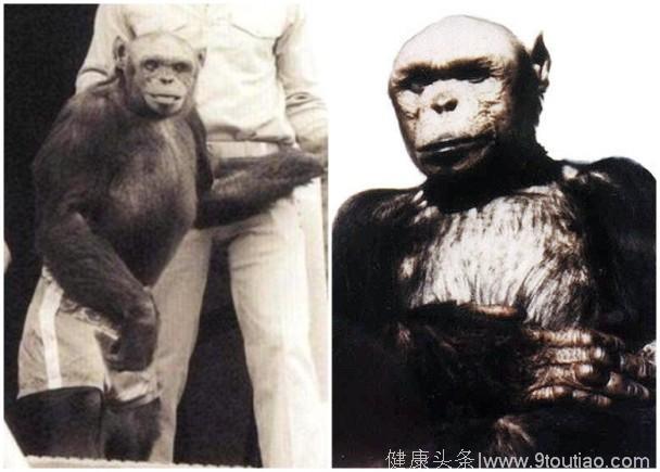 美国科学家声称：人猩混种100年前诞生，被科学家杀死