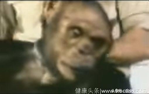 “人猿混种”百年前曾诞生！科学家恐惧研究结果 决定使其安乐死