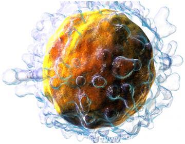 哪些因素影响癌症免疫疗法的疗效？