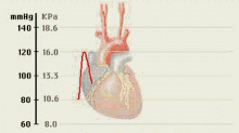 高血压专攻三大器官，看完这篇就知道怎么避免高血压了