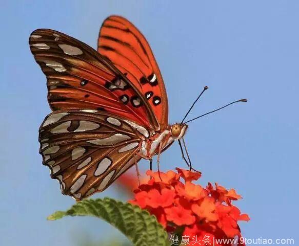 心理测试：选一只你认为最美的蝴蝶，测你这辈子是什么命？