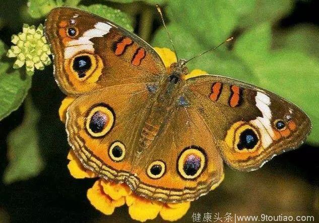 心理测试：选一只你认为最美的蝴蝶，测你这辈子是什么命？