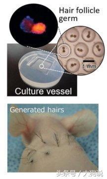 脱发人士的福音？日本学者用老鼠做实验，实现毛发生长新疗法
