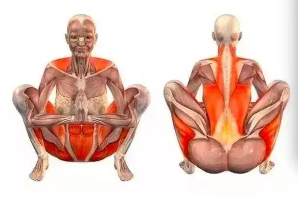 20个瑜伽拉伸体式解剖图，启动身体每块肌肉
