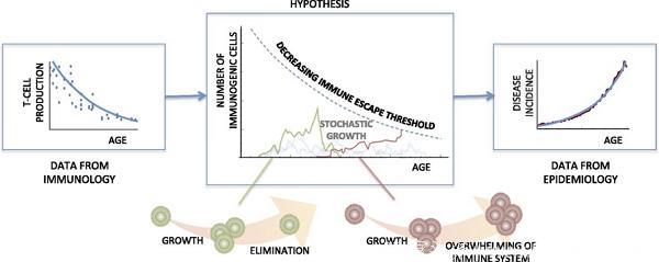 颠覆旧识！衰退的免疫系统，才是癌症发病率增加主因｜PNAS