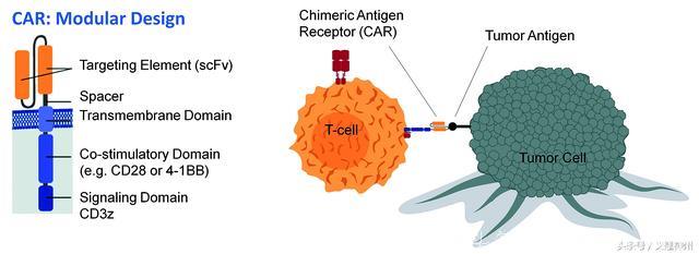 癌症免疫细胞疗法TCR-T和CAR-T一起唱，我们不一样！