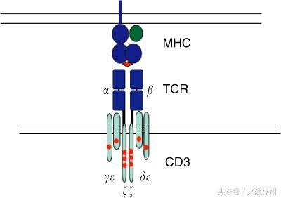 癌症免疫细胞疗法TCR-T和CAR-T一起唱，我们不一样！