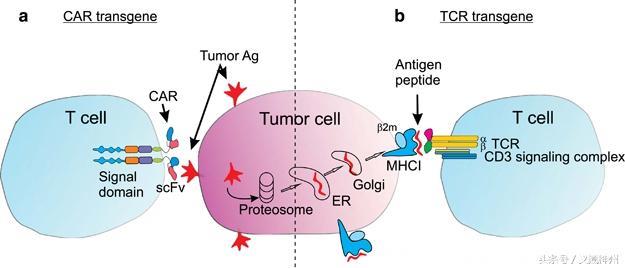 癌症免疫细胞疗法TCR-T和CAR-T一起唱，我们不一样！