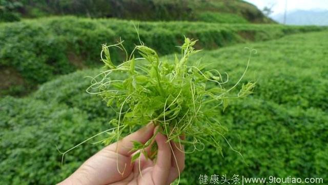 山里1种草药，睡前煮水喝治失眠，喝上两周好觉自然来