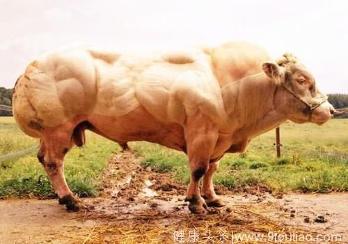 你见过喜欢健身的牛吗？个头比人高，肌肉堪比史泰龙