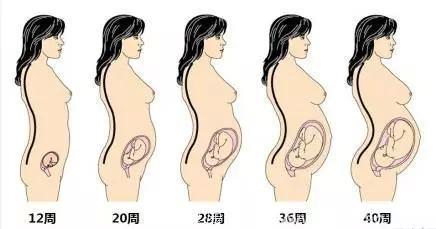 孕妈妈知道宝宝在肚子里每个月的变化么？很神奇！