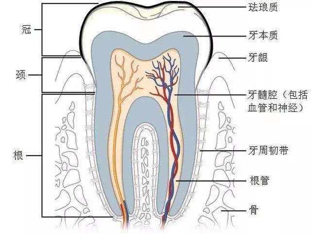 神刊CA│小小牙周病竟是结直肠癌和淋巴瘤的高危因素！