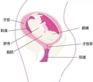 怀胎10月，在孕28周时需小心调理，切不可掉以轻心