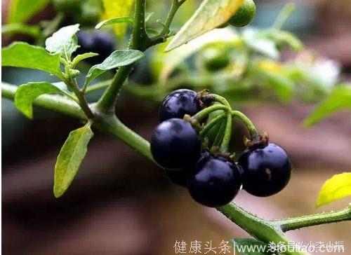 农村这种“黑色的果子”，吃起来酸甜可口，可以抗癌、提高免疫力