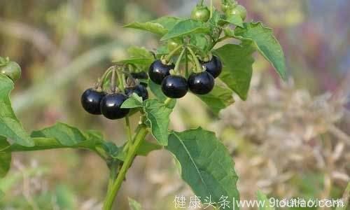 农村这种“黑色的果子”，吃起来酸甜可口，可以抗癌、提高免疫力
