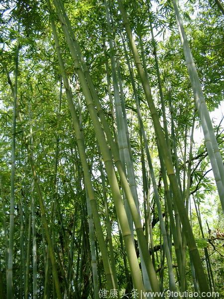 这种竹子能编农具，还能治感冒，简直全身都是宝