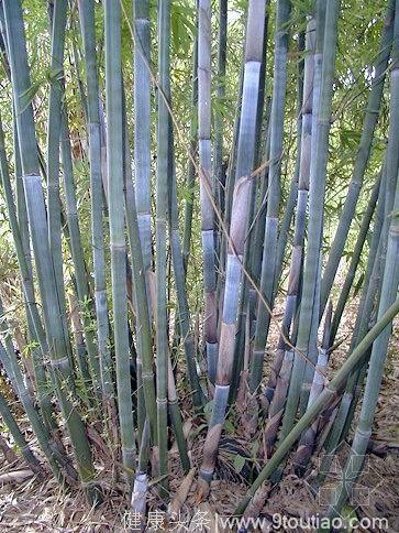 这种竹子能编农具，还能治感冒，简直全身都是宝