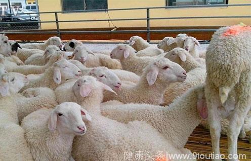 羊感冒有什么症状，羊感冒了怎么治呢？