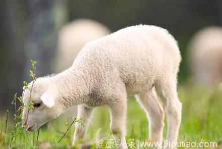 羊感冒有什么症状，羊感冒了怎么治呢？