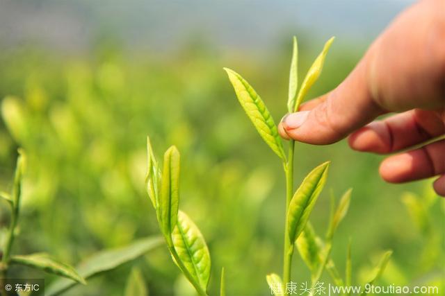 这种茶是脂肪肝的“杀手”，每天1杯，把脂肪肝喝回去