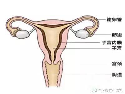 静医生教备孕：子宫内膜薄想怀孕，该怎么调理才能怀上？