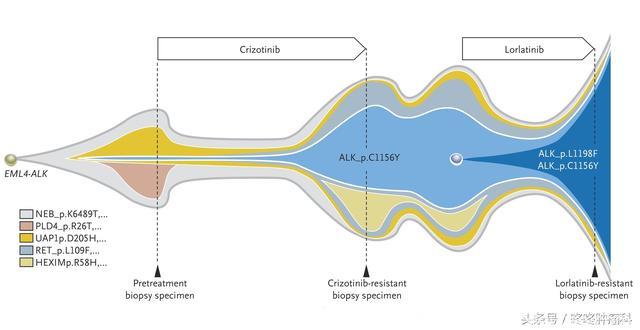 新一代抗癌药——Lorlatinib即将上市，有效率90%！