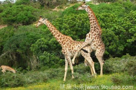 六种有着奇葩性行为的动物危险性爱：长颈鹿时间短