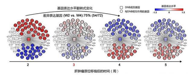 复旦专家发现肝癌肺转移早期预警信号