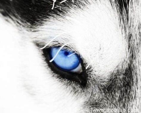 心理测试：4只眼睛，哪个是狼？测你嫁的人是富贵命还是穷酸命？
