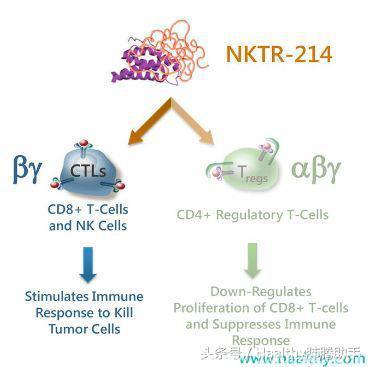 抗癌神药NKTR-214爆兵10倍碾压癌细胞！肺癌患者的新希望
