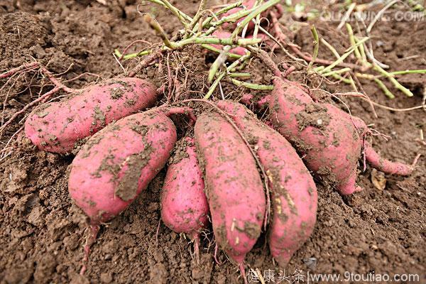 为什么红薯在蔬菜中抗癌效果最佳？
