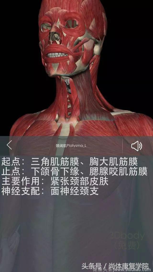 解剖视角下的颈椎