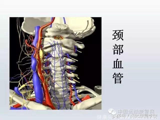 解剖视角下的颈椎