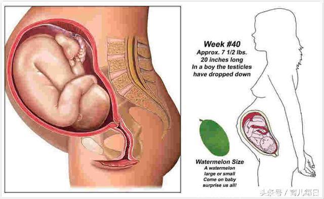 孕妈你造么，胎儿每个月都像一种水果，你家宝宝呢？