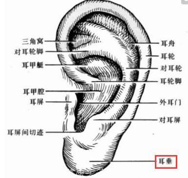 耳朵上面有个肾开关，每天拉耳5分钟，强肾健体也轻松！