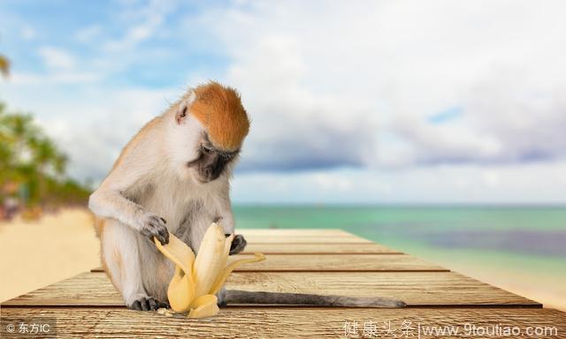 三只猴子吃香蕉的实验:社会规范的起源