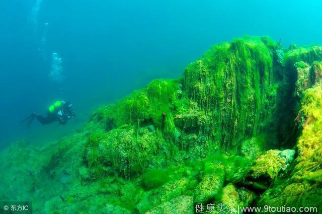 癌症病人忌海鲜？10种海鲜是癌症的死对头，好吃又抗癌！