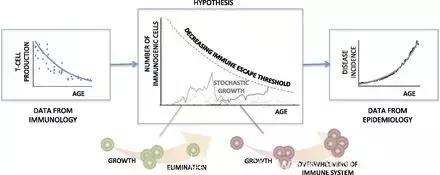 免疫老化才是诱发癌症的主因？