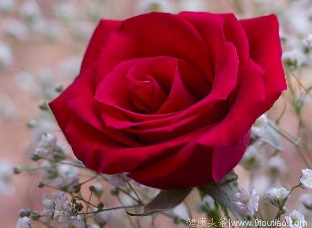 心理测试：选一朵你认为最香的玫瑰花，测你的爱情什么时候开始
