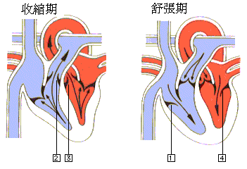 高压正常，低压高怎么办？