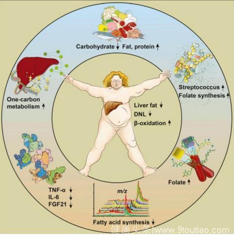《细胞》子刊：两周甩掉脂肪肝，养好产生叶酸的肠道微生物是关键